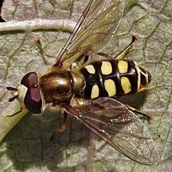 Eupeodes luniger